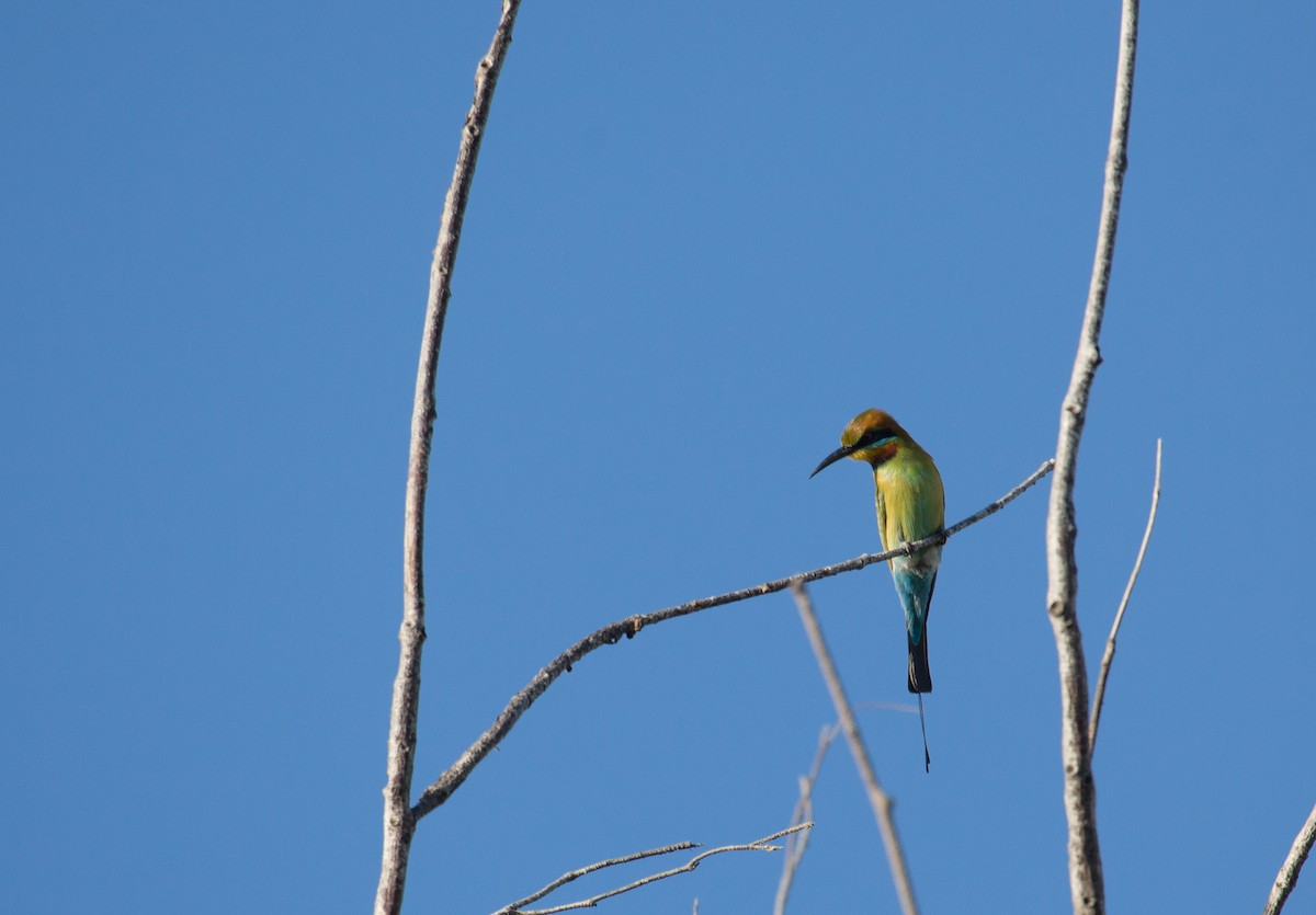 Rainbow Bee-eater - Geoff Dennis