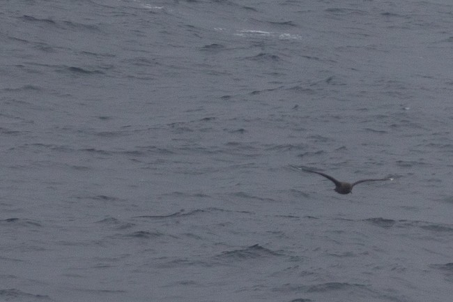 Brown Skua - ML146809691