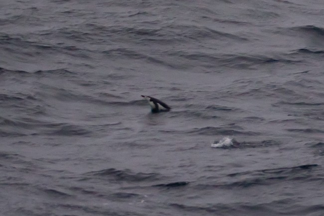 Chinstrap Penguin - ML146809711