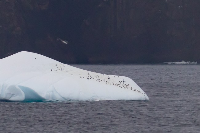 Chinstrap Penguin - ML146809721