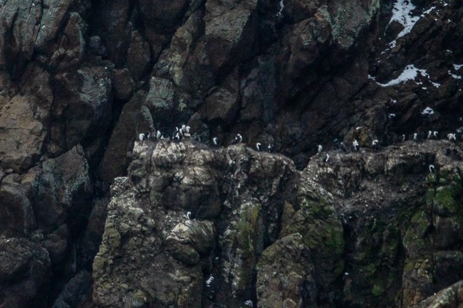 Antarctic Shag - ML146810021