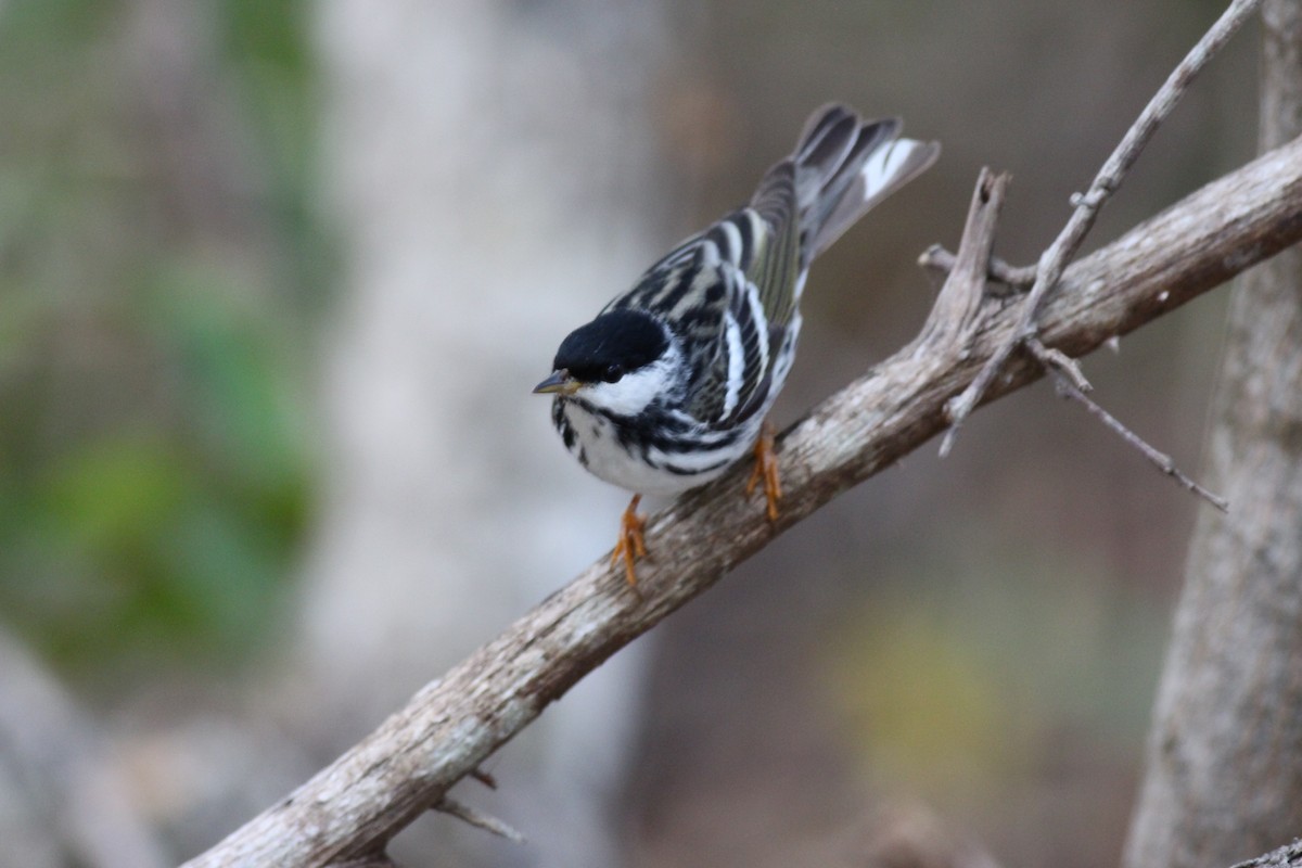 Blackpoll Warbler - ML146810071