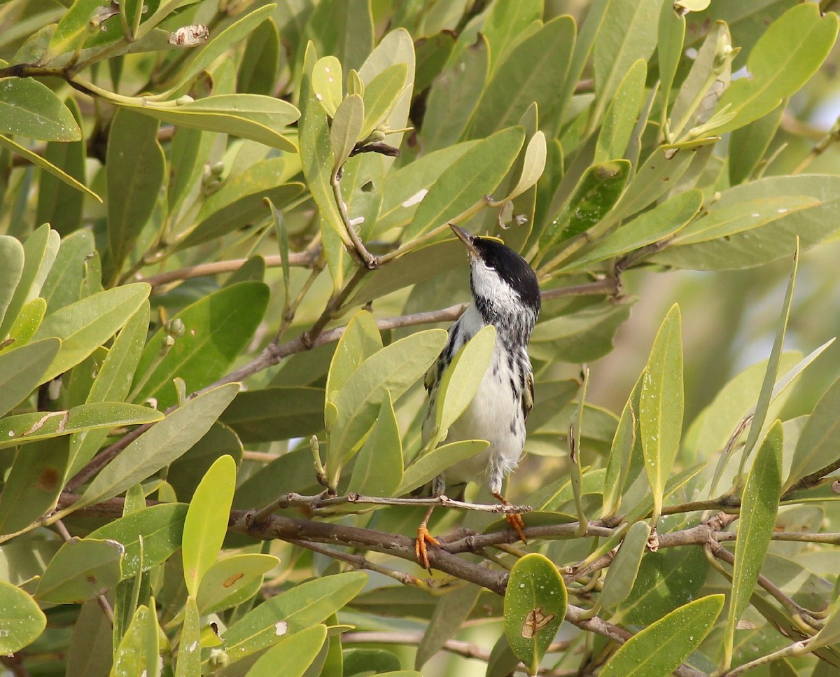 Paruline rayée - ML146810181