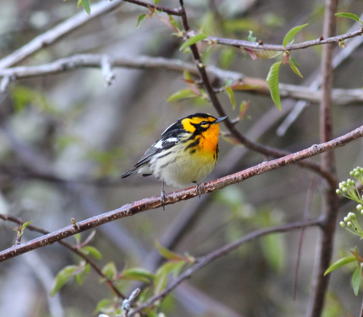 Blackburnian Warbler - ML146810401