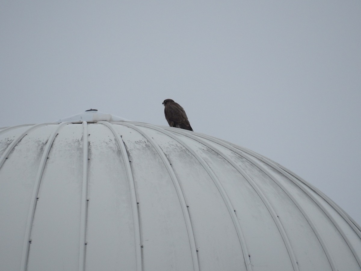 Gyrfalcon - Yvan Bernier