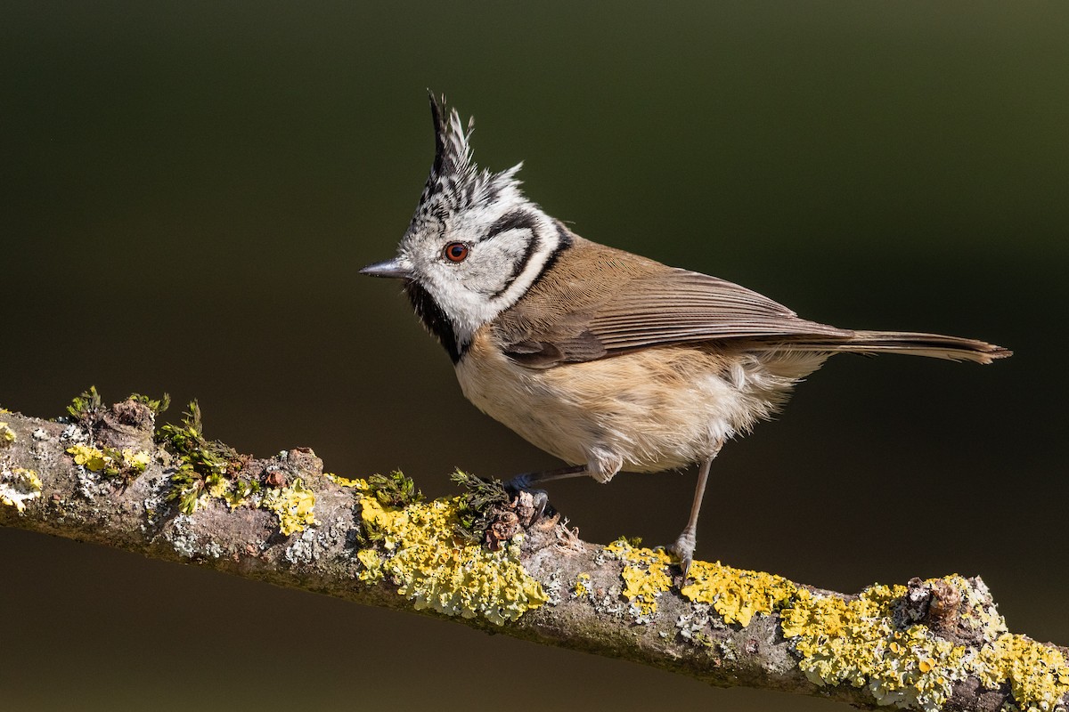 Crested Tit - Stefan Hirsch