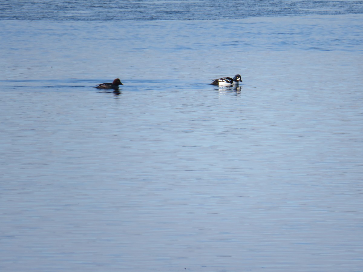 Barrow's Goldeneye - ML146815071