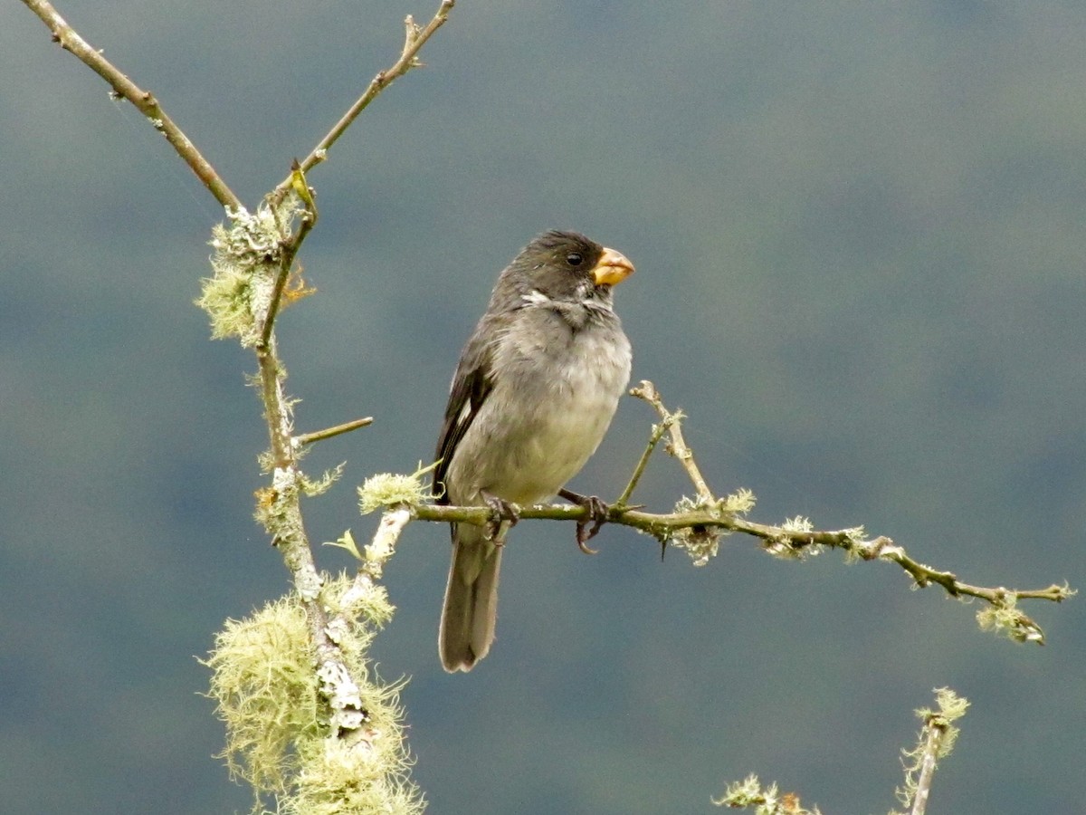 Gray Seedeater - ML146815501