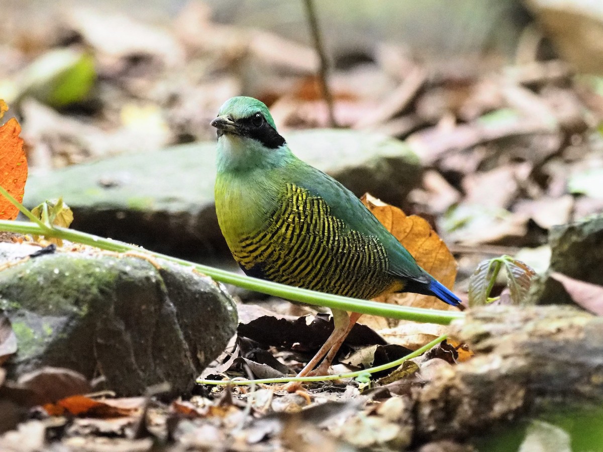 Bar-bellied Pitta - Richard Pollard