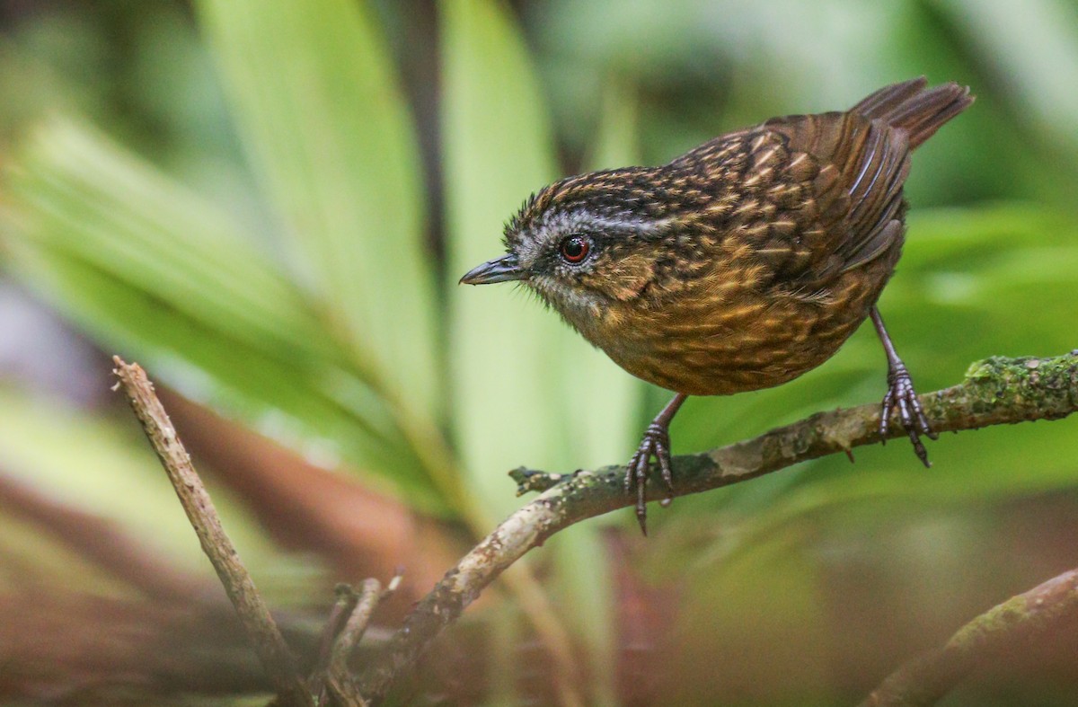 Mountain Wren-Babbler - Alex Berryman