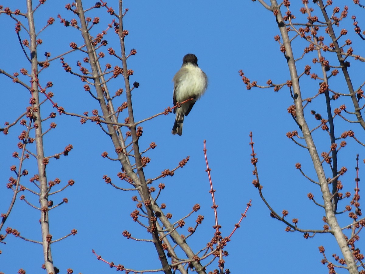 Eastern Phoebe - ML146817021