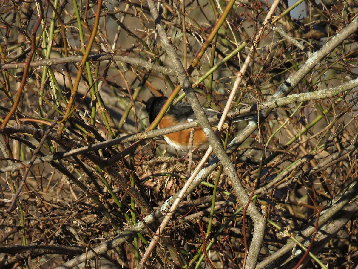 Eastern Towhee - ML146817041