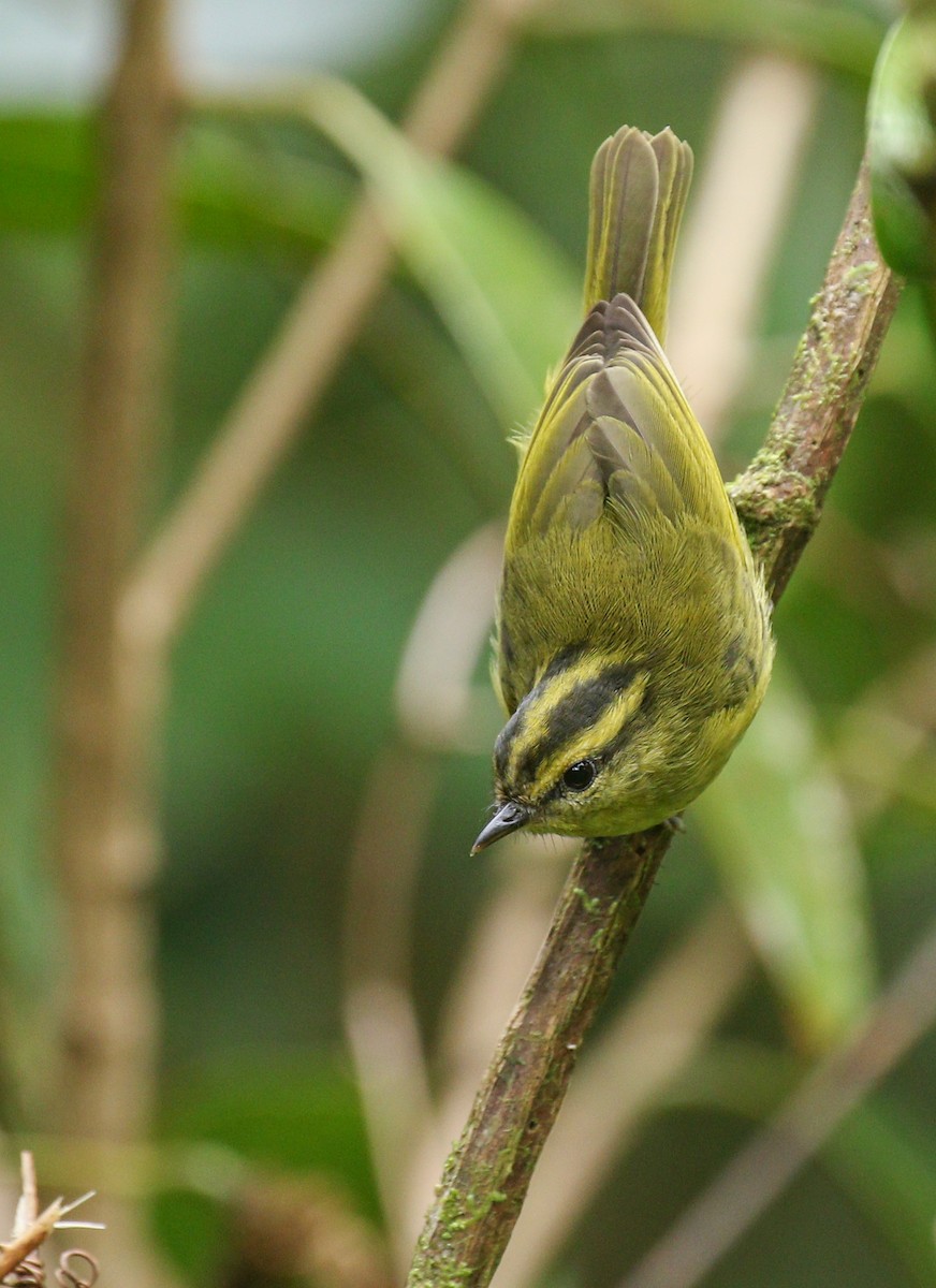 Mountain Leaf Warbler - ML146817161