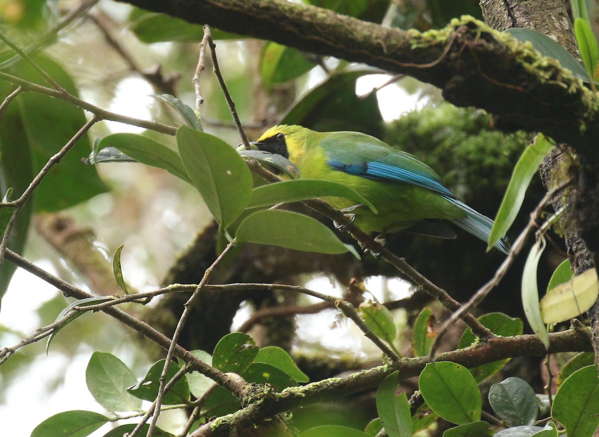 Bornean Leafbird - ML146818391