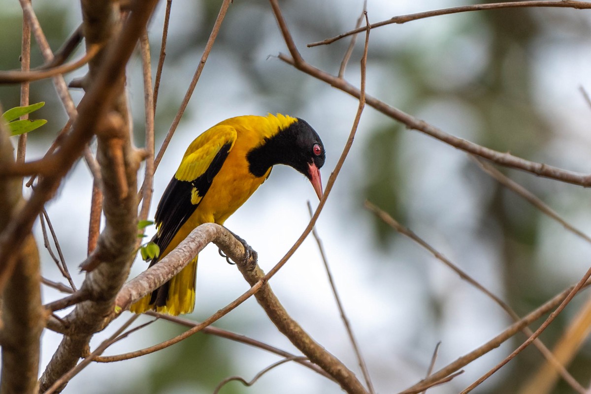 Black-hooded Oriole - ML146818411