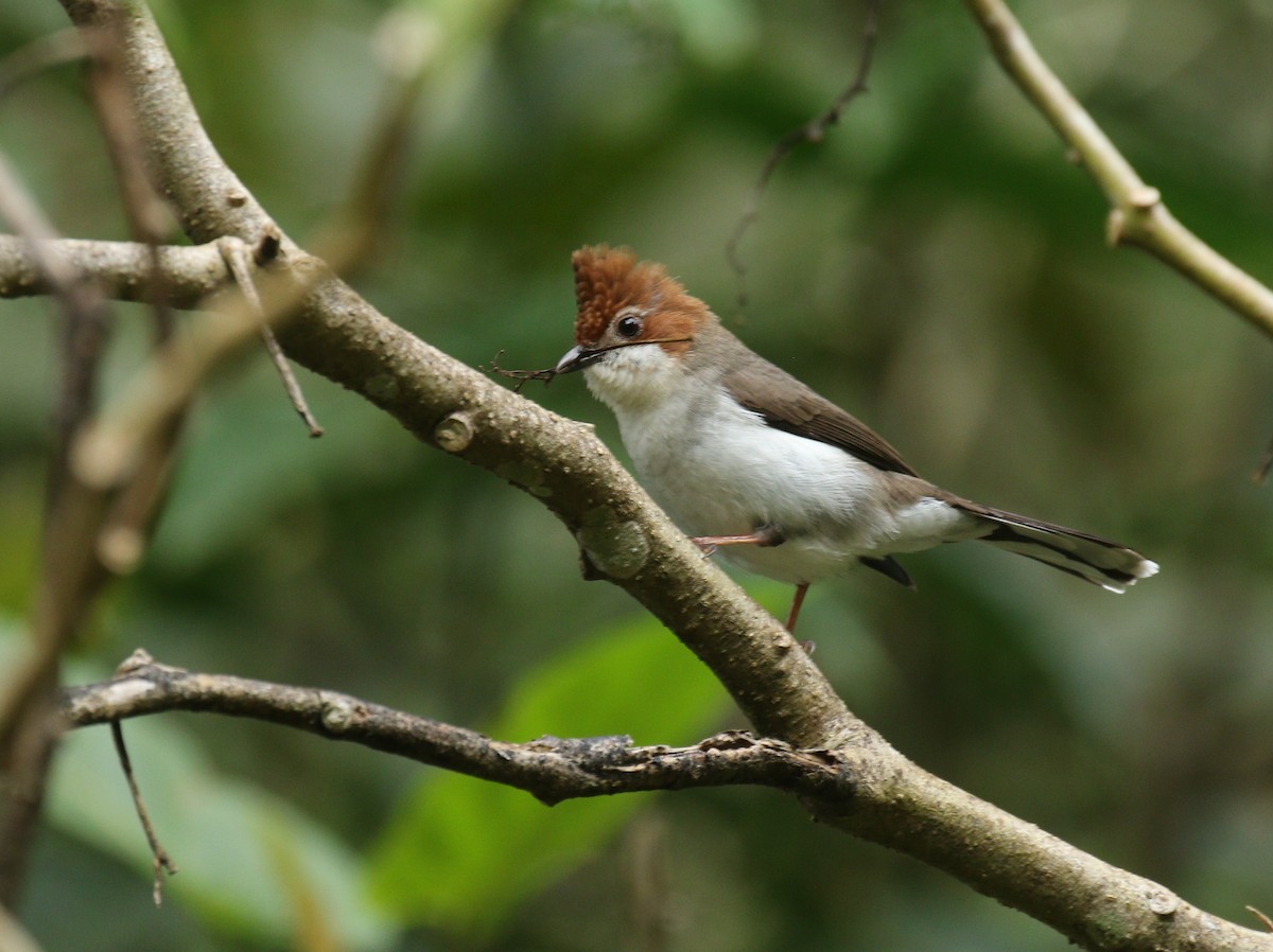 Chestnut-crested Yuhina - ML146818611