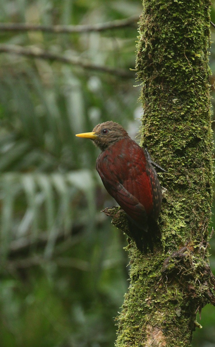 Maroon Woodpecker - Alex Berryman