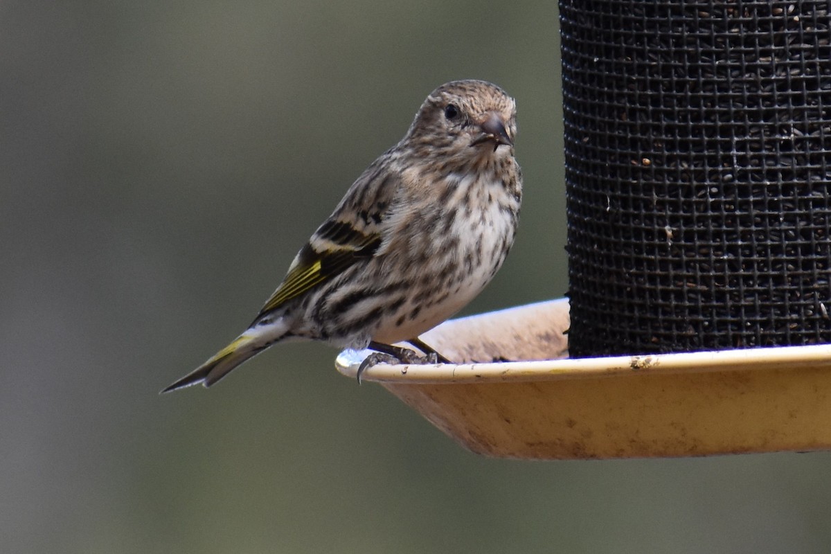 Pine Siskin - ML146820951