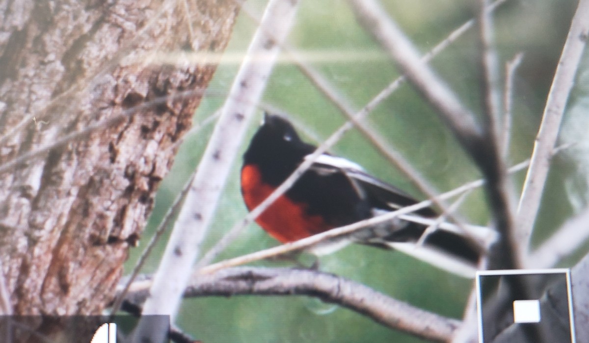 Painted Redstart - ML146823391