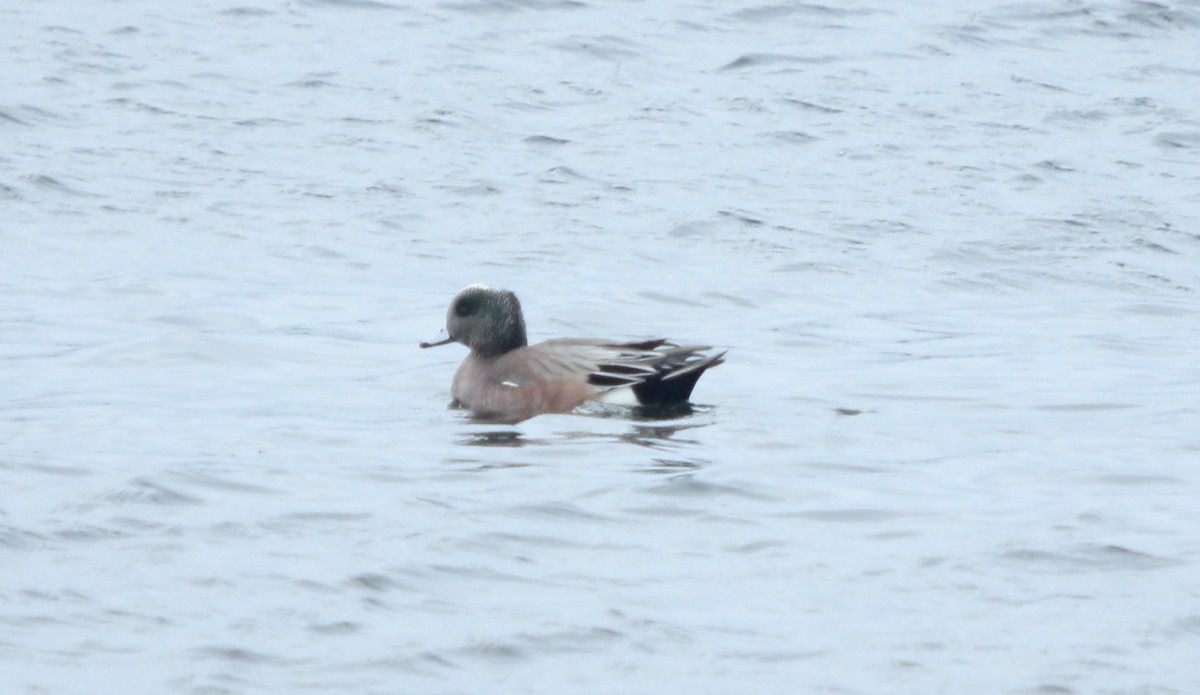 American Wigeon - Dylan Pedro