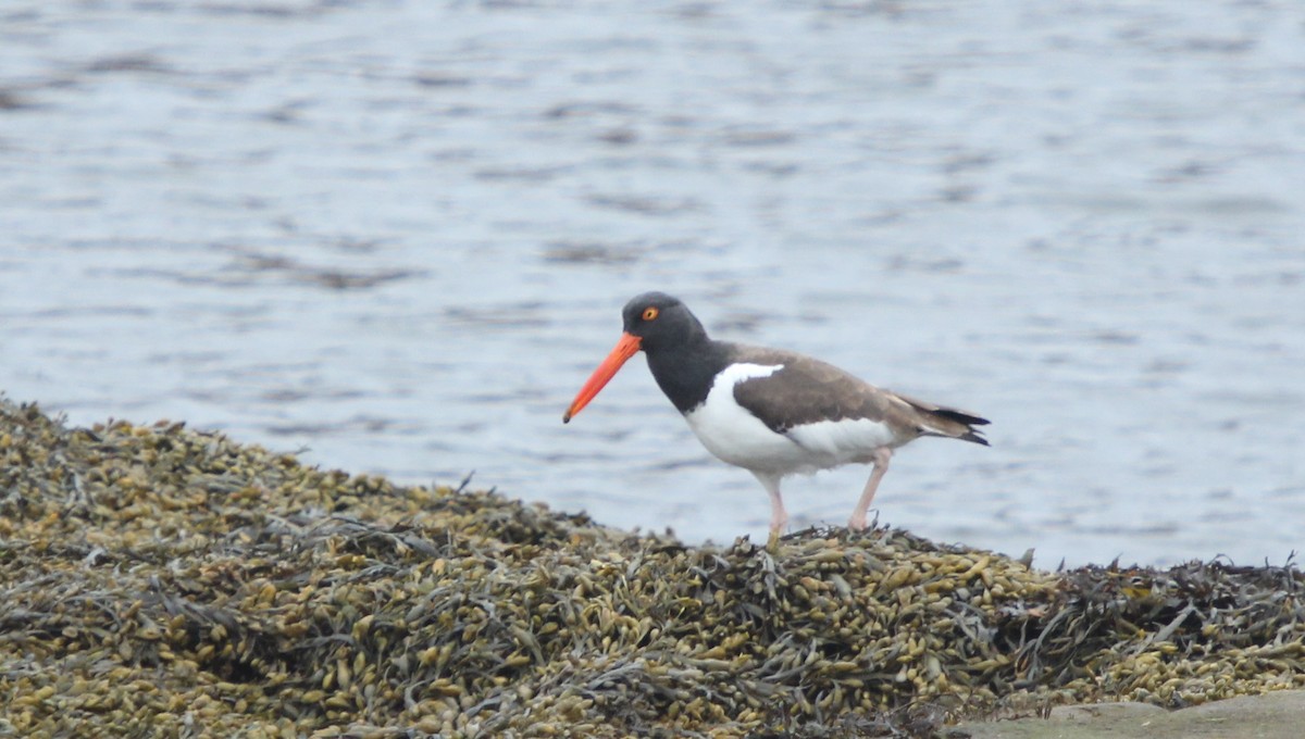 American Oystercatcher - ML146827451