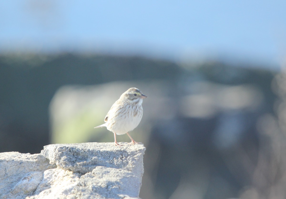 Savannah Sparrow (Ipswich) - Dylan Pedro