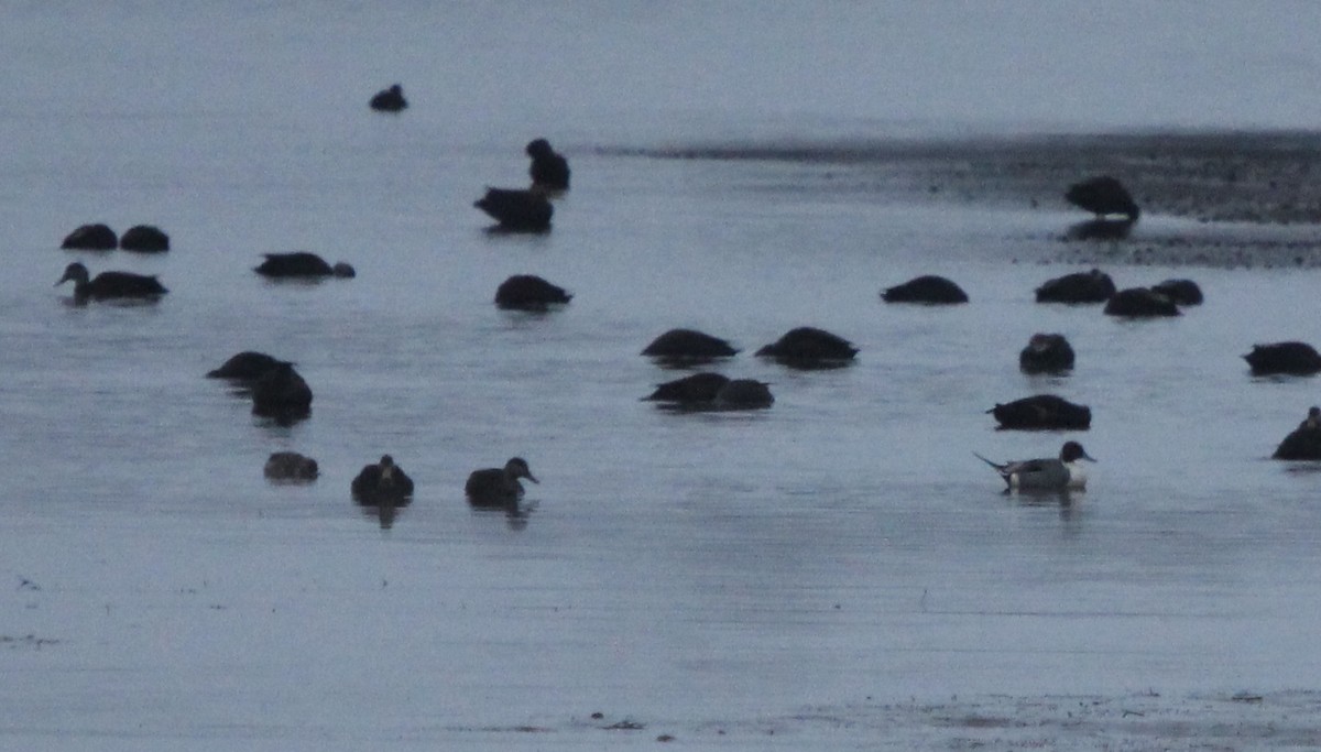 Northern Pintail - ML146829331