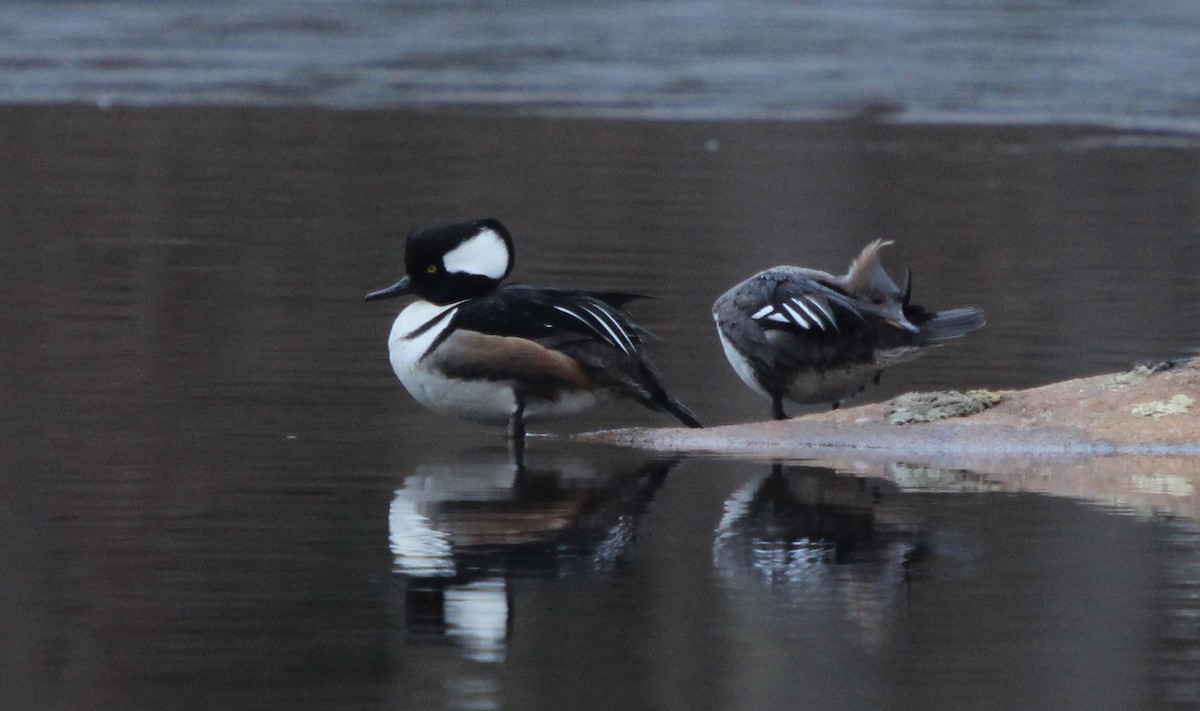 Hooded Merganser - ML146829471
