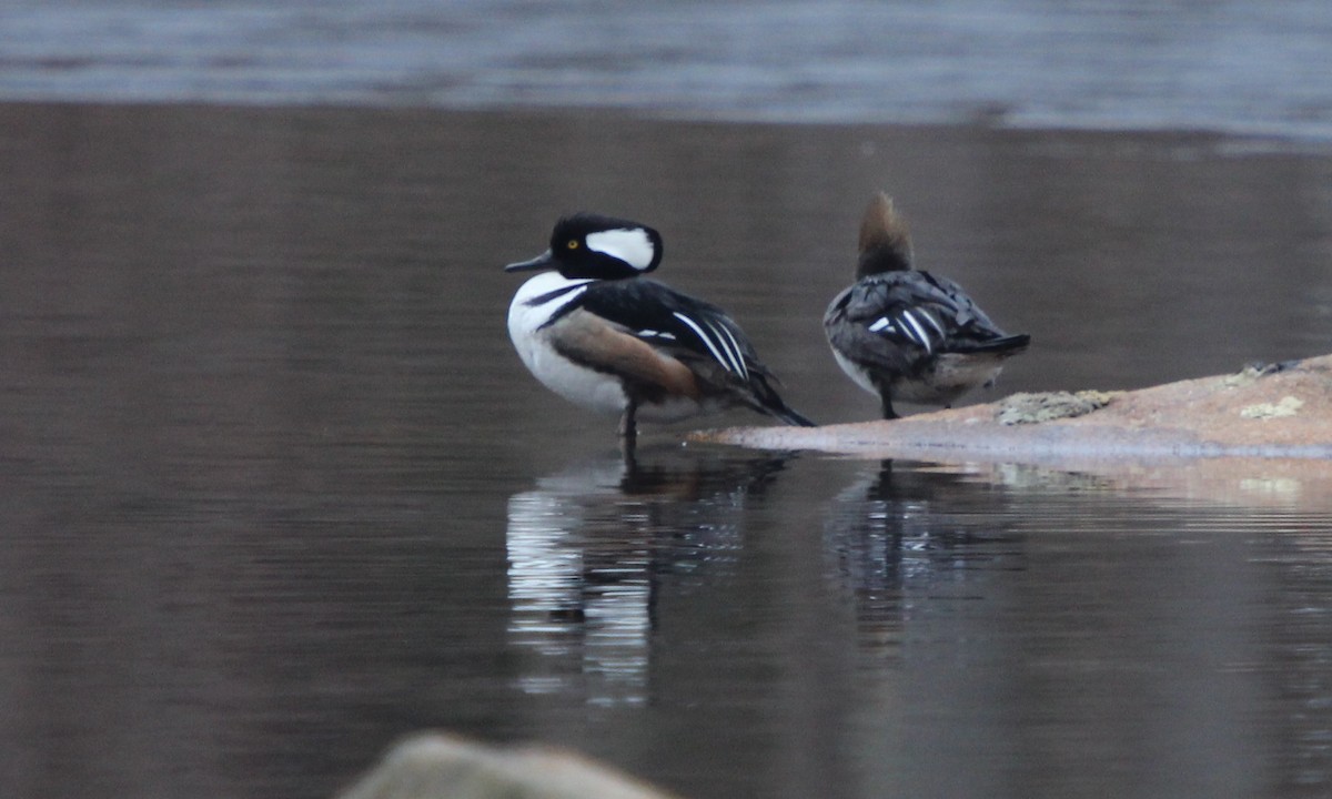 Hooded Merganser - ML146829481