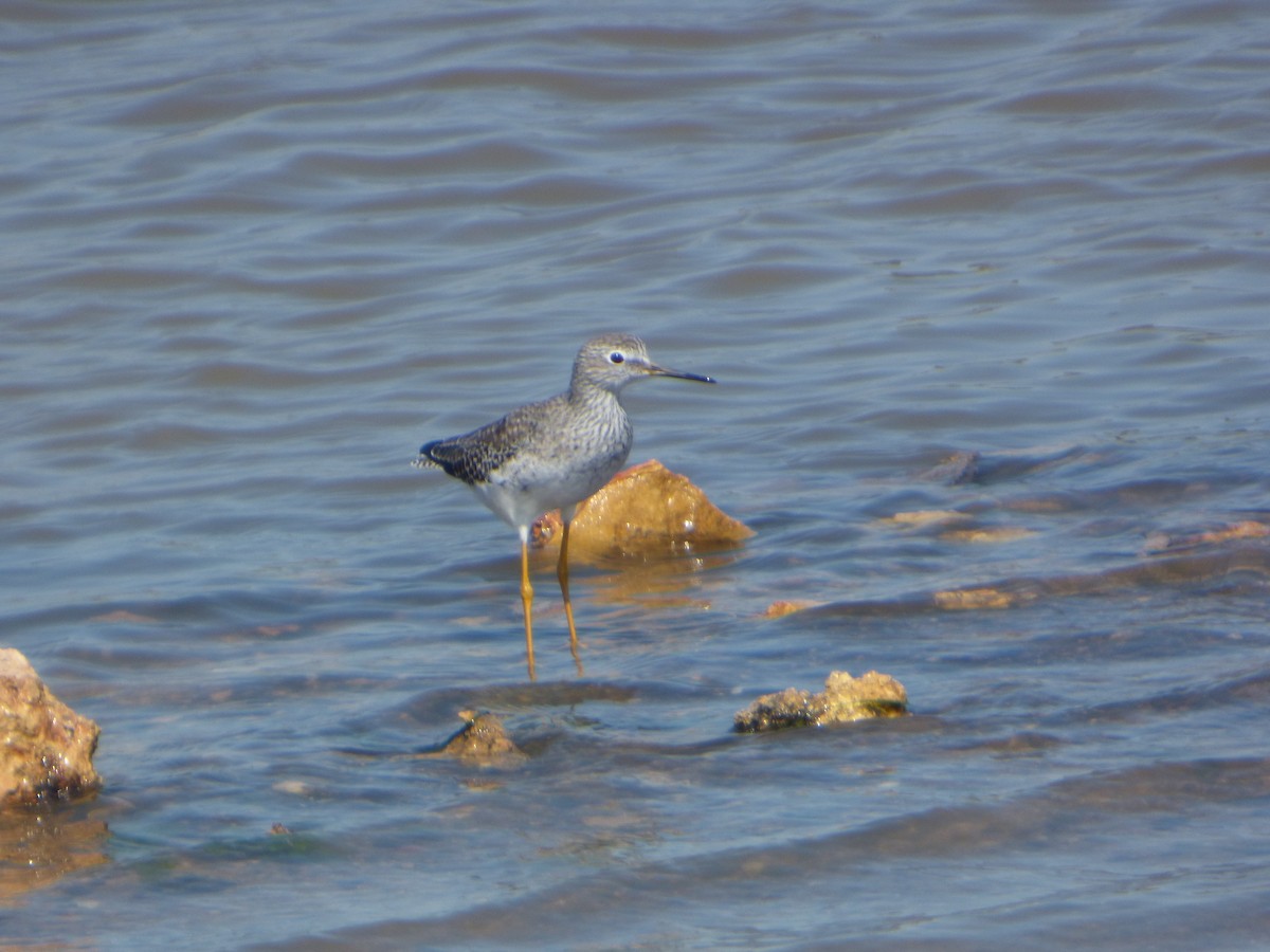 Lesser Yellowlegs - ML146829611