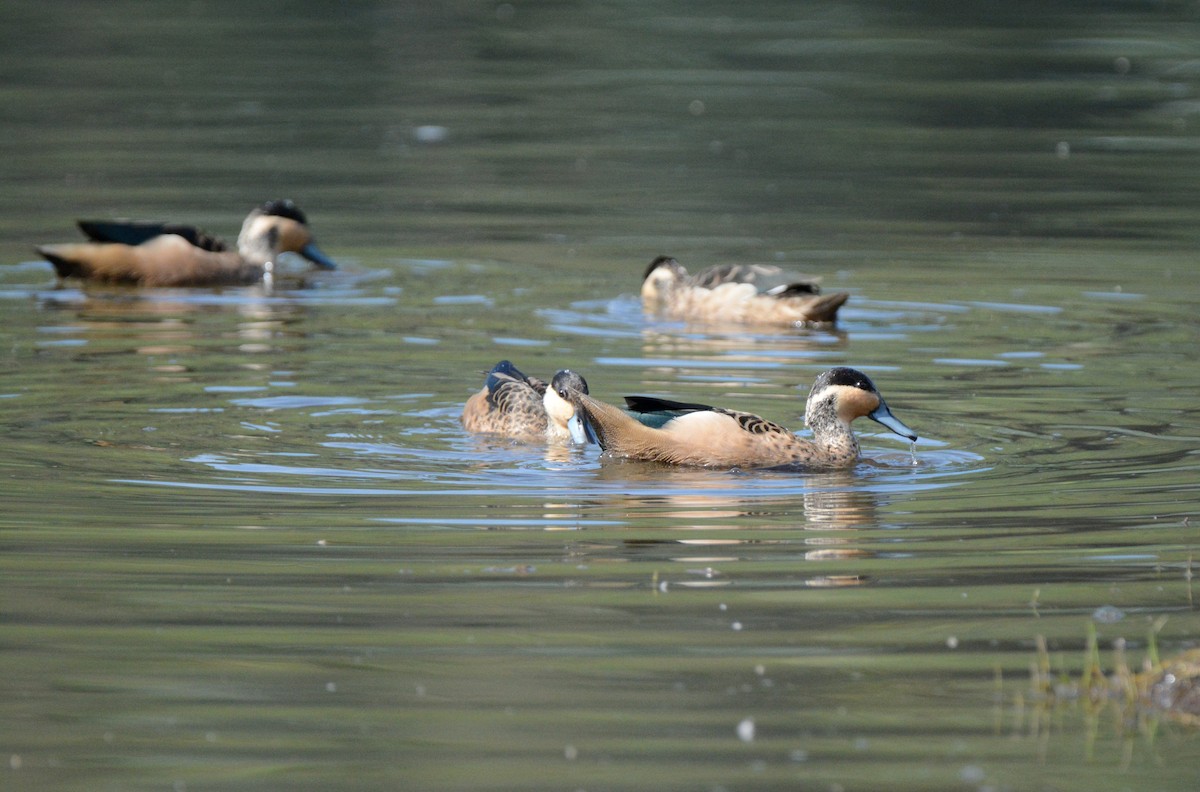 Blue-billed Teal - Kyle Kittelberger