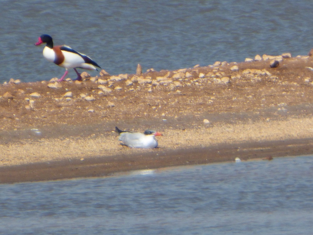 Caspian Tern - ML146830871