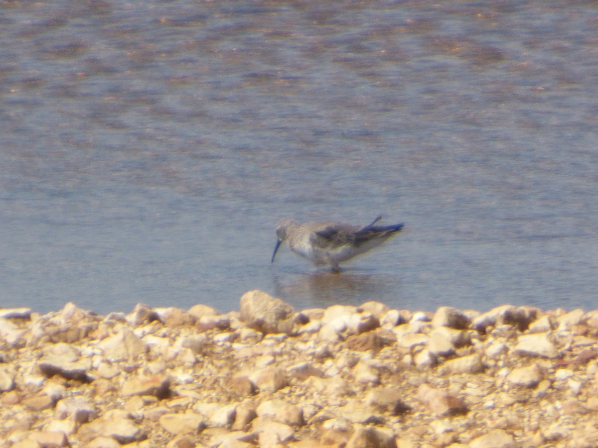 Curlew Sandpiper - ML146830891