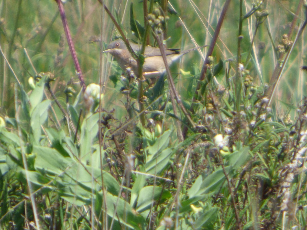 Western Subalpine Warbler - ML146831081