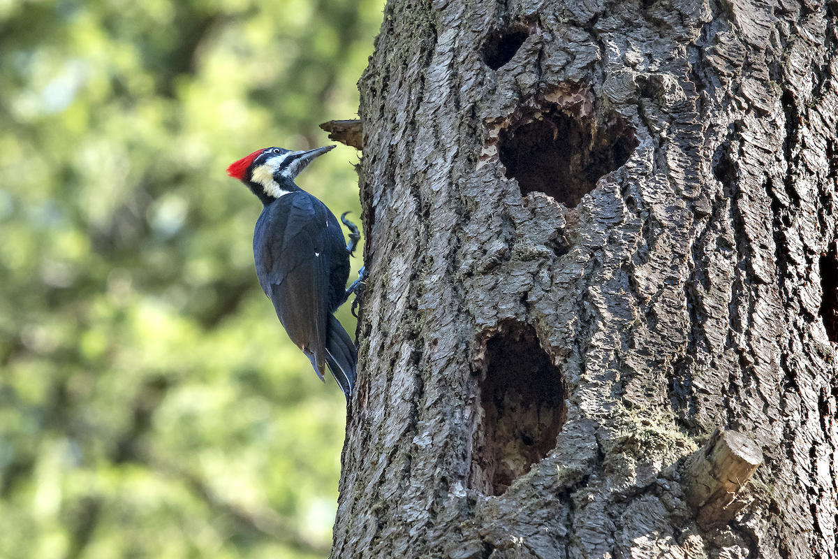Pileated Woodpecker - ML146832961
