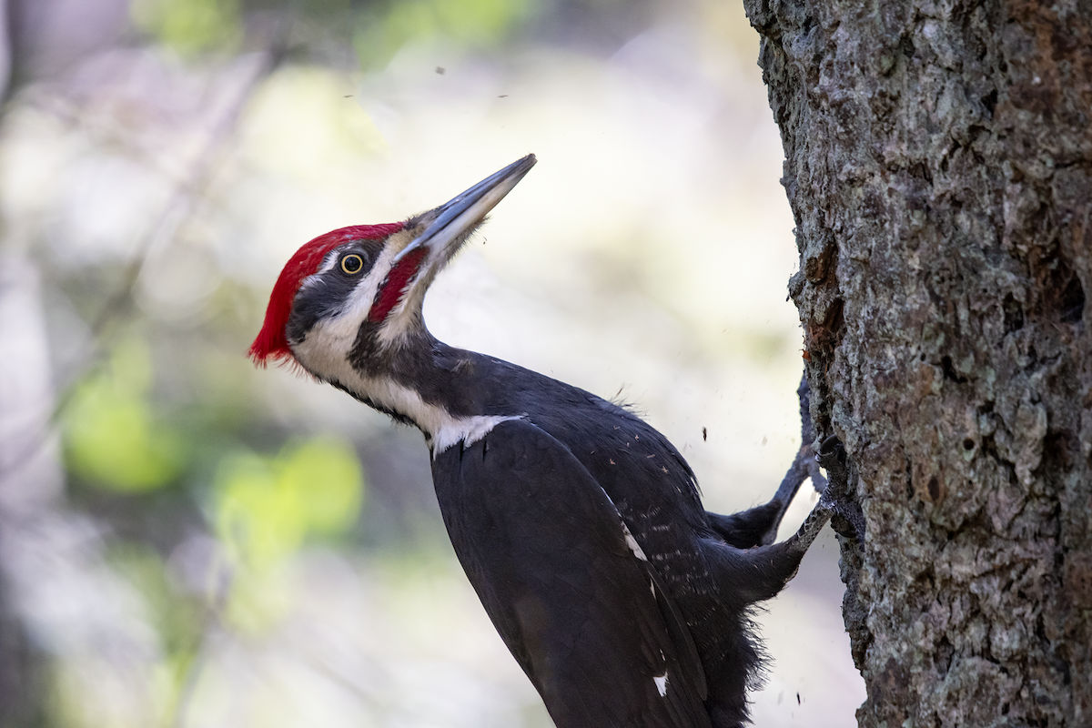 Pileated Woodpecker - ML146833001