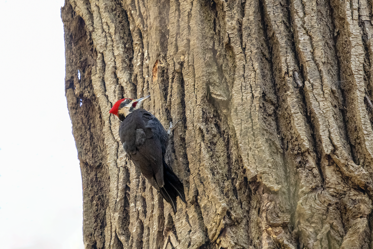 Pileated Woodpecker - ML146833041