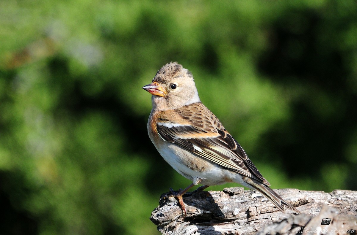 Brambling - Carl  Hawker