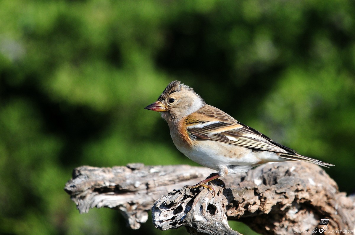 Brambling - Carl  Hawker