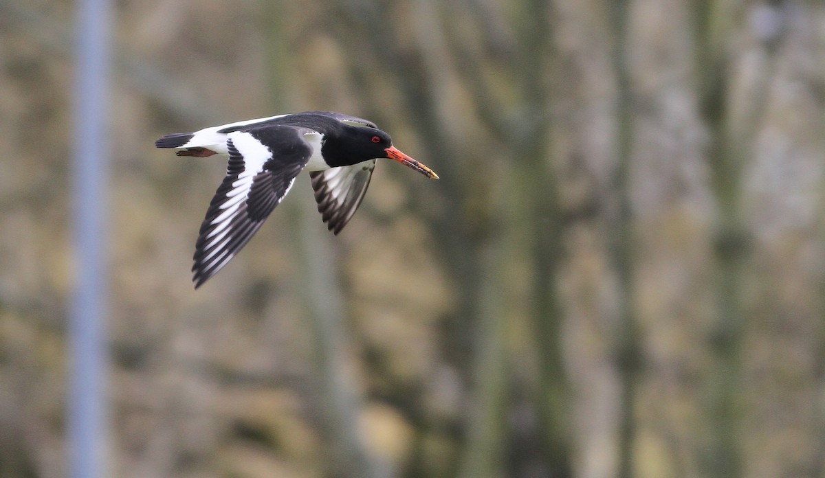 Eurasian Oystercatcher (Western) - ML146836141