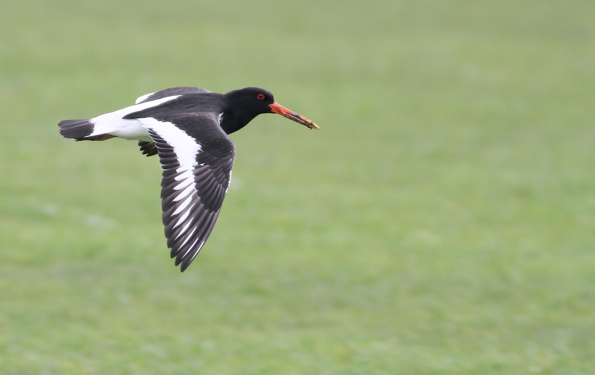 Eurasian Oystercatcher (Western) - ML146836151