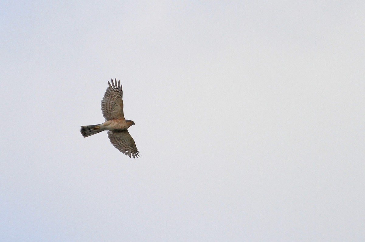 Eurasian Sparrowhawk - ML146836951