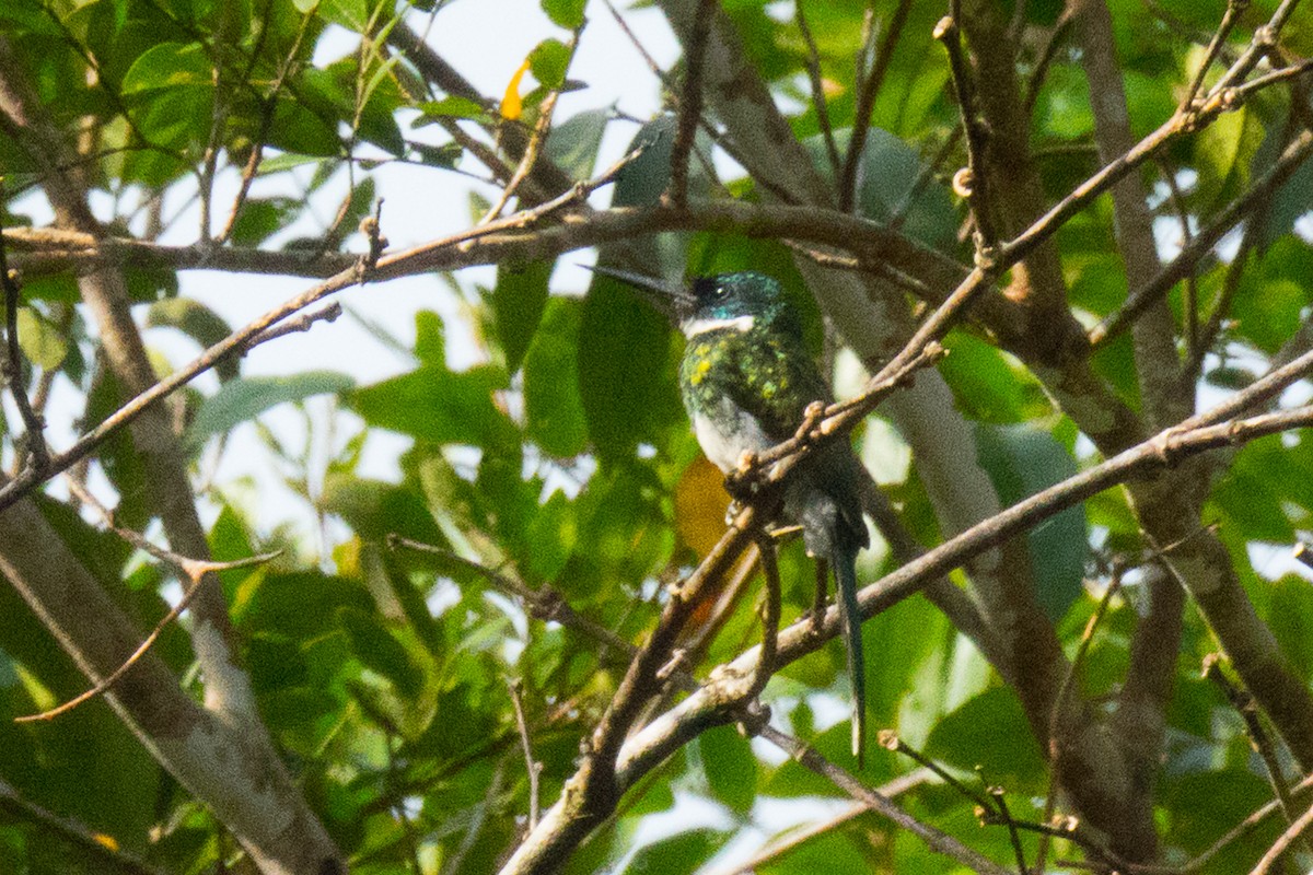 Bronzy Jacamar - ML146837311