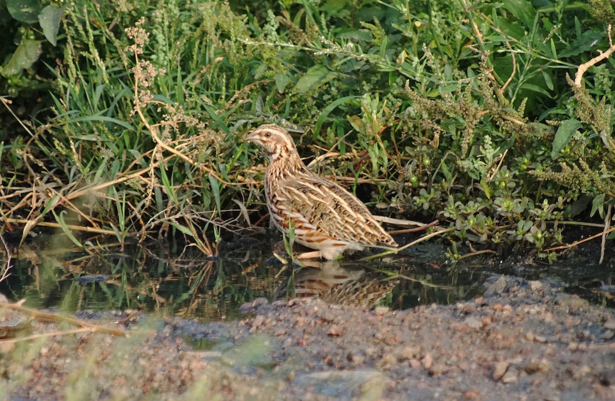 Common Quail - ML146837951