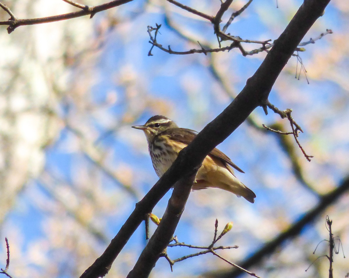 Louisiana Waterthrush - ML146839171