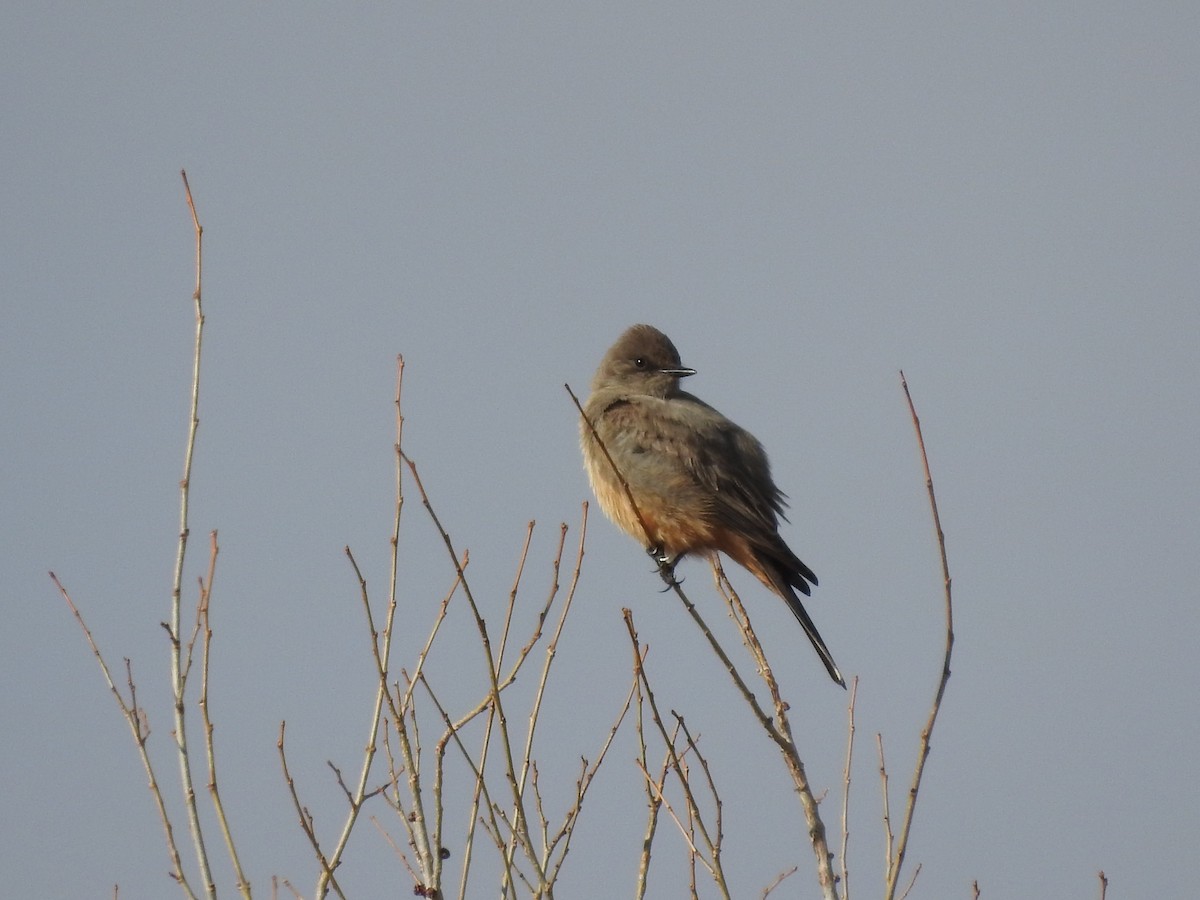 Mosquero Llanero - ML146839451