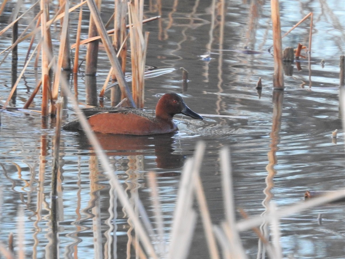 Cinnamon Teal - ML146839521