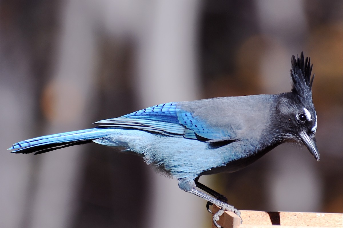 Steller's Jay - Gerald Friesen