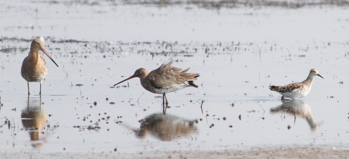 Black-tailed Godwit - ML146839981