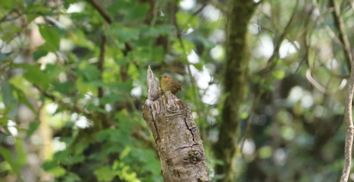 Ochraceous Wren - ML146840221